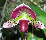 Hsinying Web x Ruby Leopard 'Oct Rainbow'